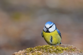 野生黄腹蓝冠山雀摄影图片